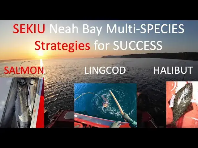 'Video thumbnail for SEKIU Neah Bay - Multi-Species STRATEGIES for SUCCESS - LINGCOD, Halibut, and SALMON!'