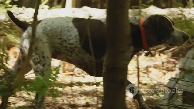'Video thumbnail for History of a German Shepherd Dog: From Herding Fields to Heroic Service'