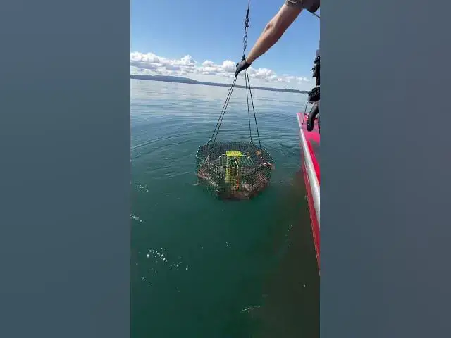 'Video thumbnail for Limits of spot shrimp for 6 shrimpers and off the water by 11:30! What a day!'