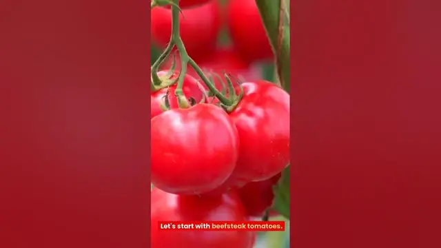 'Video thumbnail for Tomato 101: A Beginner's Guide to Choosing the Perfect Tomato Varieties #tomatoes'