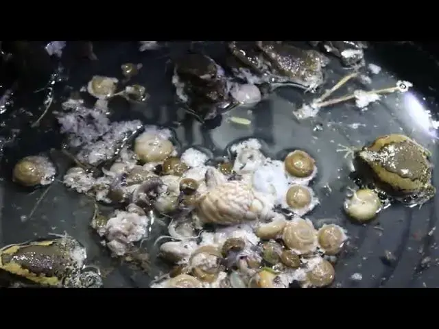 'Video thumbnail for frog a lot catch it'
