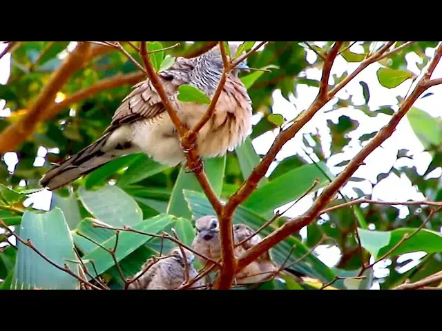 'Video thumbnail for wild birds dove with baby stay here on nest'