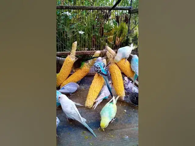 'Video thumbnail for 우리 새를 위한 채소 준비하는 방법 간단한 레시피! #birds #parrot #budgies #birdsounds #animals #새의 세계안녕하세요, {Inco 건강 상태 표'