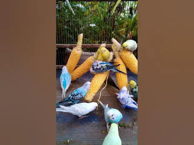 'Video thumbnail for 우리 새를 위한 채소 준비하는 방법 간단한 레시피! #birds #parrot #budgies #birdsounds #animals #새의 세계안녕하세요, {Inco 건강 상태 표'