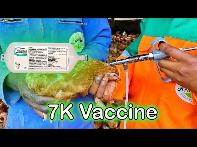 'Video thumbnail for "Vaccinating Our Layers: Understanding the 3-in-1 CEVAC庐 CORYMUNE 7K Vaccine | Otto's Farms 馃悢馃拤"'