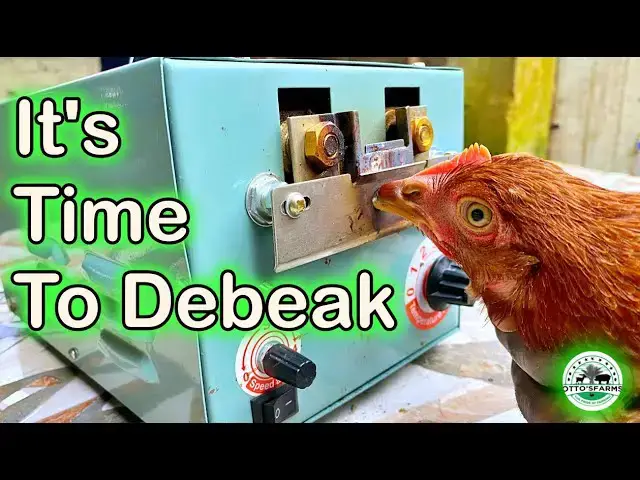 'Video thumbnail for Boosting Egg Production: Debeaking at 12 Weeks for Happy Hens | Otto's Farms 🥚🐔'