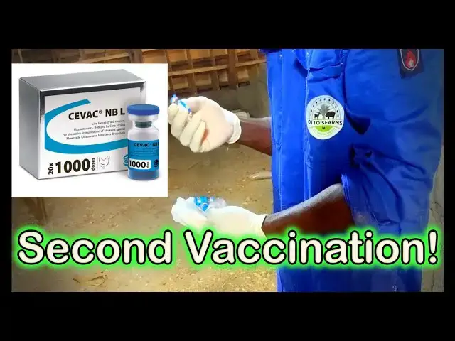 'Video thumbnail for Building Immunity: Second Vaccination with CEVA NB L against Newcastle Disease at Otto's Farms!'