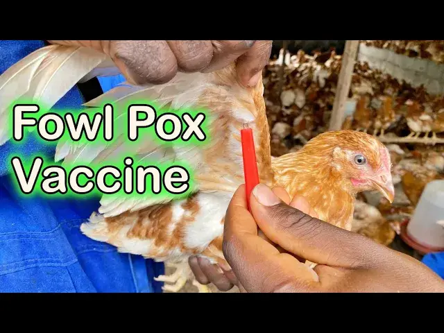'Video thumbnail for Week 8 Fowl Pox Vaccine: VECTORMUNE庐 FP MG + AE Vaccine Administered | Otto's Farms'