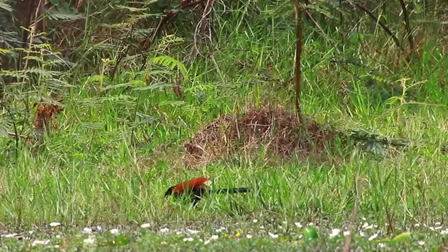 'Video thumbnail for Red wild bird find catch food eat'