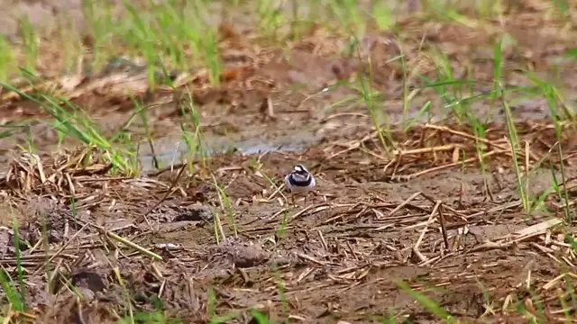 'Video thumbnail for THe cute of wild bird eat food in lake'