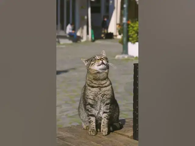 'Video thumbnail for Cool boss 1 (small tiger)'
