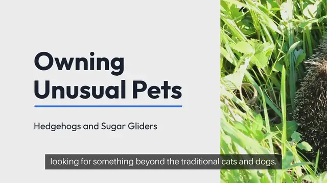 'Video thumbnail for Unusual Pets Owning Hedgehogs and Sugar Gliders'
