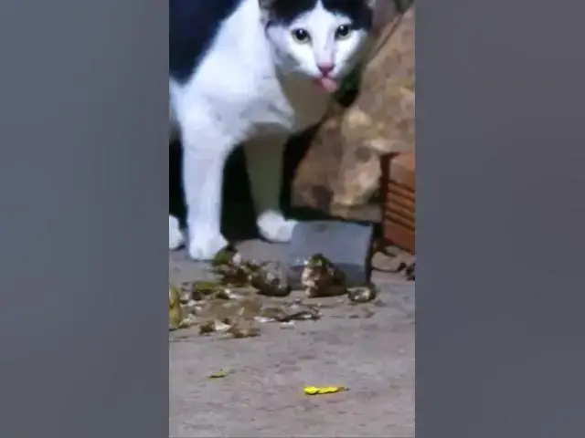'Video thumbnail for Wow Cat eat food #cat #shortcat #topcat'