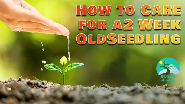 'Video thumbnail for How to Care for a 2 Week Old Seedling'