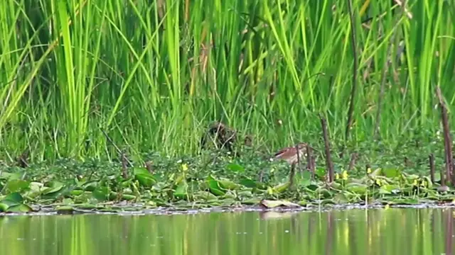 'Video thumbnail for In lake, bird catch fish eat'
