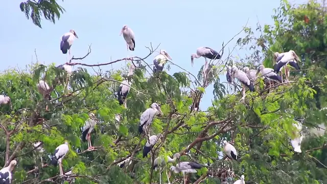 'Video thumbnail for All bird the everning'