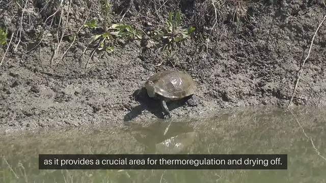 'Video thumbnail for Turtle Basking Platform Choices'