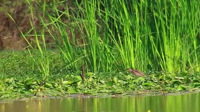 'Video thumbnail for ebird catch fish eat'