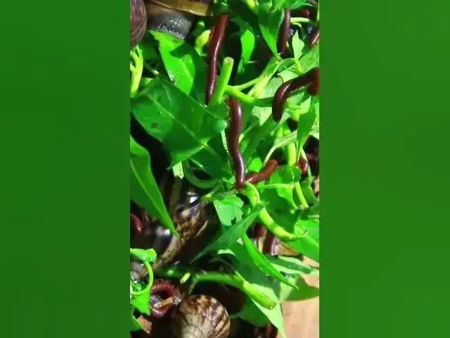 'Video thumbnail for Red Venomous Centipede a lot'