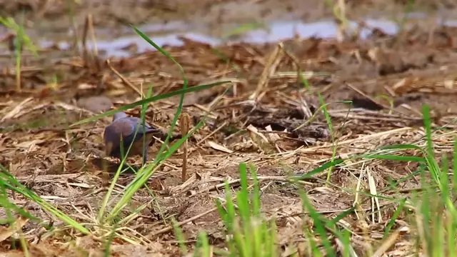 'Video thumbnail for Dove & wild bird find catch insect in lake'