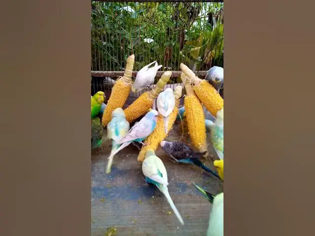 'Video thumbnail for 우리 새를 위한 채소 준비하는 방법 간단한 레시피! #birds #parrot #budgies #birdsounds #animals #새의 세계안녕하세요, {Inco 건강 상태 표'