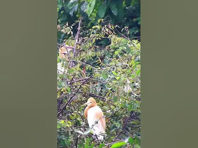 'Video thumbnail for Cute of bird  #nest'