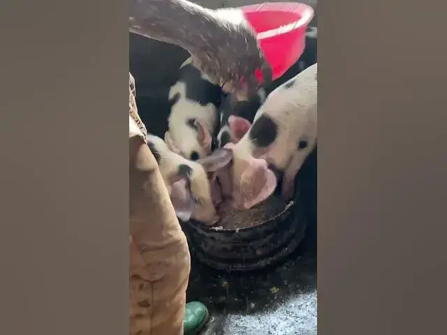 'Video thumbnail for How we feed our pigs #shorts'