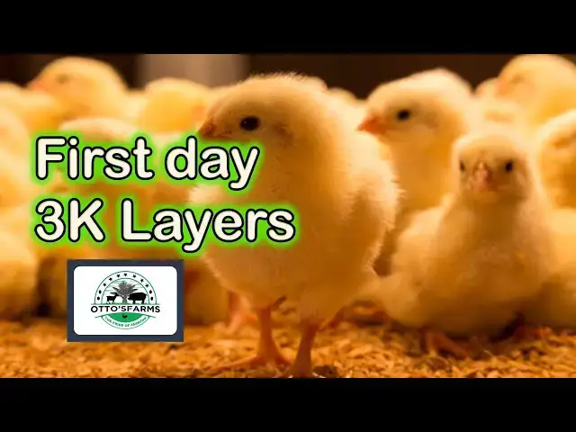 'Video thumbnail for Unveiling Our 3000-Layer Chicks at Otto's Farms!'