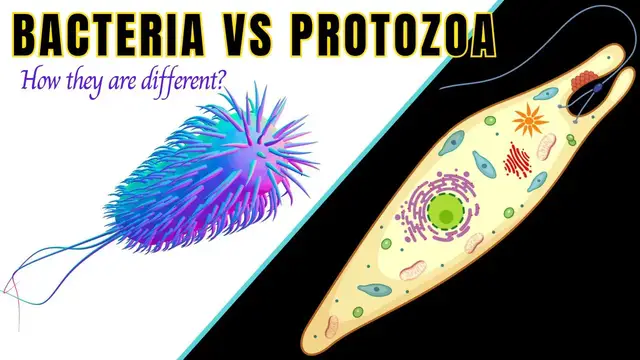 'Video thumbnail for Difference between Bacteria and Protozoa || Bacteria vs Protozoa?#biologyexams4u'