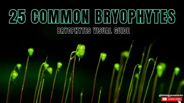 'Video thumbnail for Exploring Nature: Know the 25 Common Bryophytes| Bryophyte Identification Visual Guide'