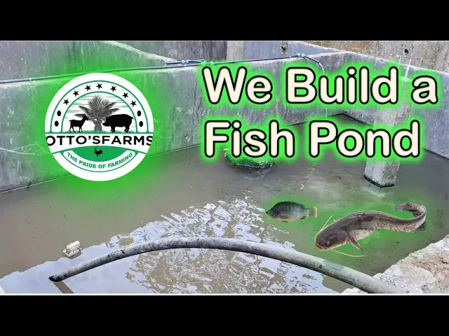 'Video thumbnail for Building a 6000-Capacity Fish Pond for Catfish and Tilapia at Otto's Farms! 馃悷馃尶'