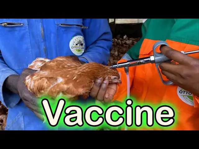 'Video thumbnail for Ensuring Layers Health: Administering Our First Injectable Fowl Cholera Vaccine at Otto's Farms! 馃悢馃拤"'