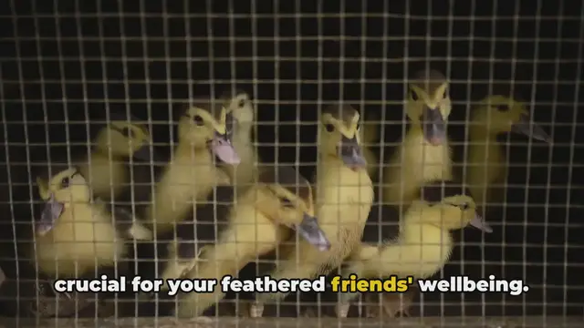 'Video thumbnail for DIY Duck Enclosure: A Feathered Paradise'