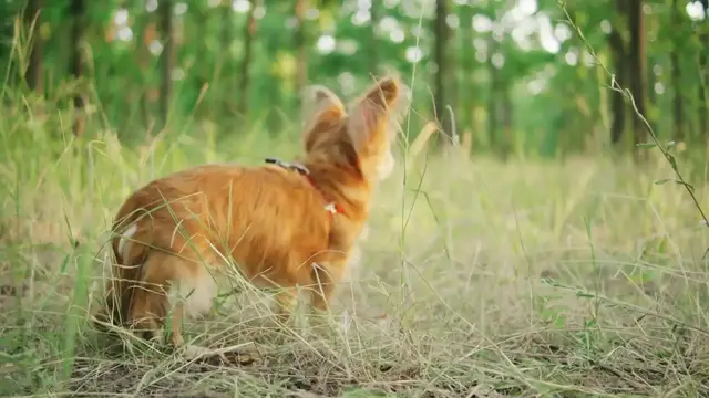 'Video thumbnail for Teeny-Tiny Titans: A Look at the World's Smallest Dogs'