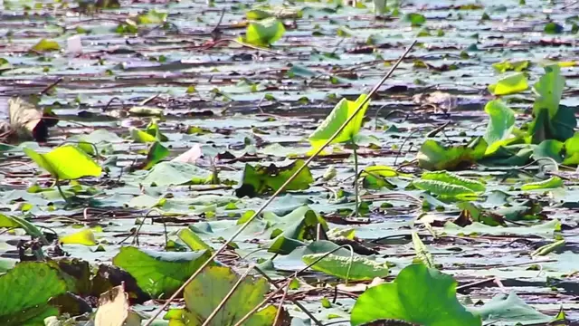'Video thumbnail for  Wild bird find to catch food underwater in lake'