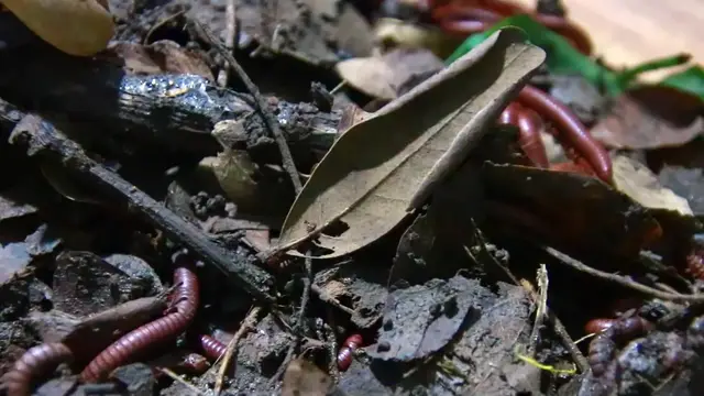 'Video thumbnail for Venomous Centipede in soil'