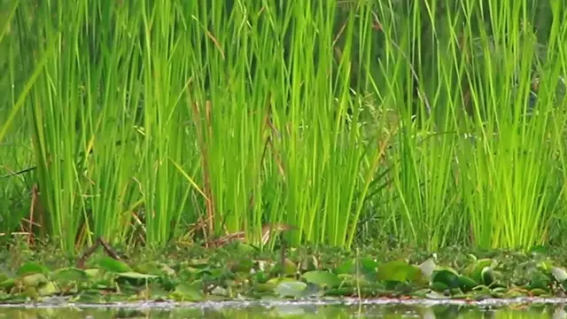 'Video thumbnail for In grass in lake bird wait catch food'