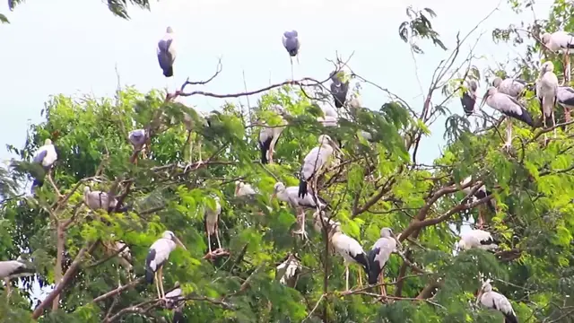 'Video thumbnail for All bird cry or sleep here'