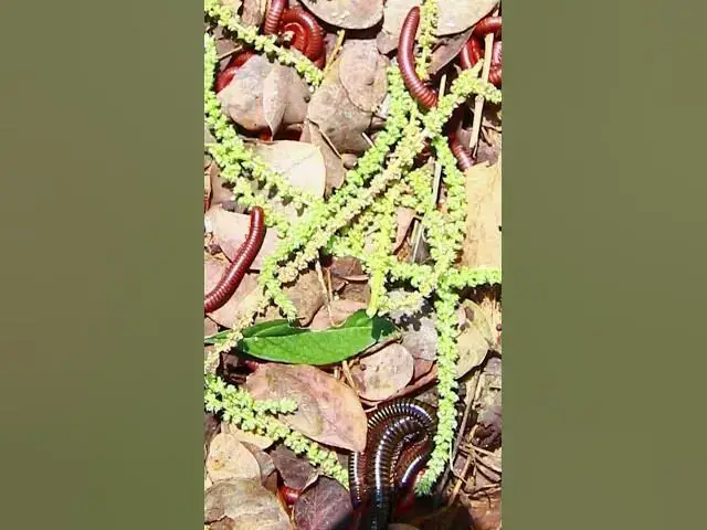 'Video thumbnail for A insect'