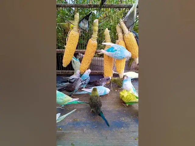 'Video thumbnail for 우리 새를 위한 채소 준비하는 방법 간단한 레시피! #birds #parrot #budgies #birdsounds #animals #새의 세계안녕하세요, {Inco 건강 상태 표'