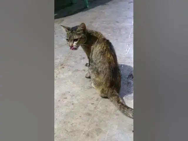 'Video thumbnail for Anazing Cat eat fish #cat #shortcat'