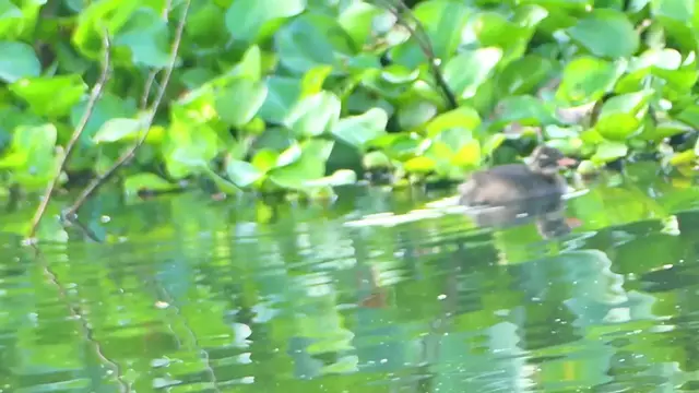 'Video thumbnail for Small duckwaterbird'