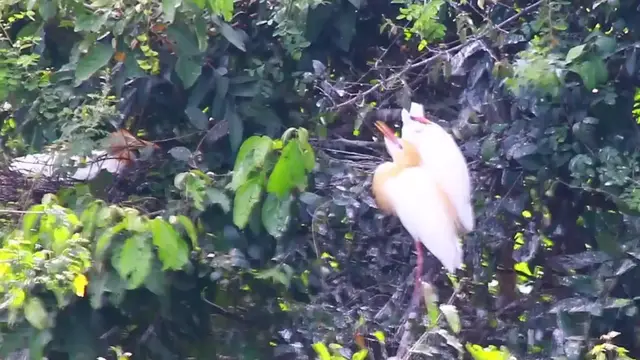 'Video thumbnail for Cockroach on nest'