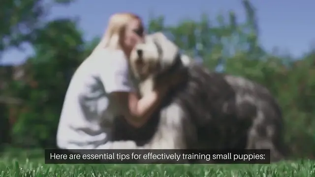 'Video thumbnail for Training Small Puppies'