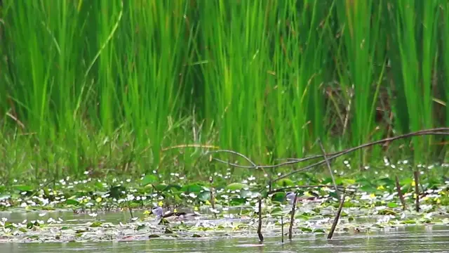 'Video thumbnail for The White duck forest bird in lake'