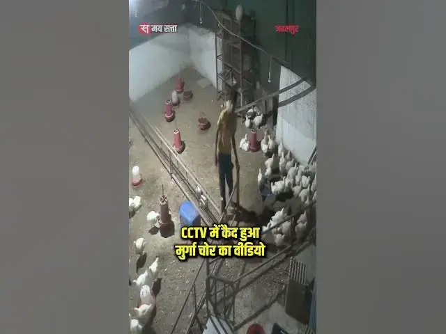 'Video thumbnail for CCTV में कैद हुआ मुर्गा चोर का वीडियो#jabalpur #viralvideo #mp'