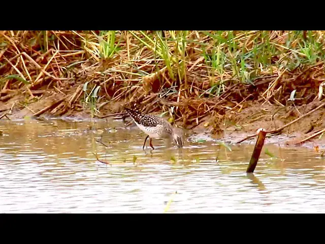 'Video thumbnail for Amazing of lake - In lake at field | bird find catch eat food on here'