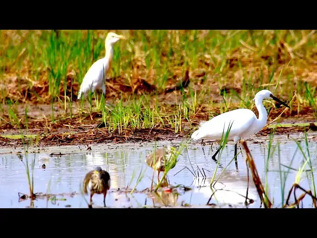 'Video thumbnail for Amazing of lake - Bird catch food eat here | After bird made nest for Egg'