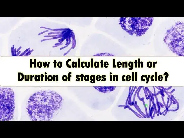 'Video thumbnail for How to Calculate Length or Duration of stages in Cell cycle?'