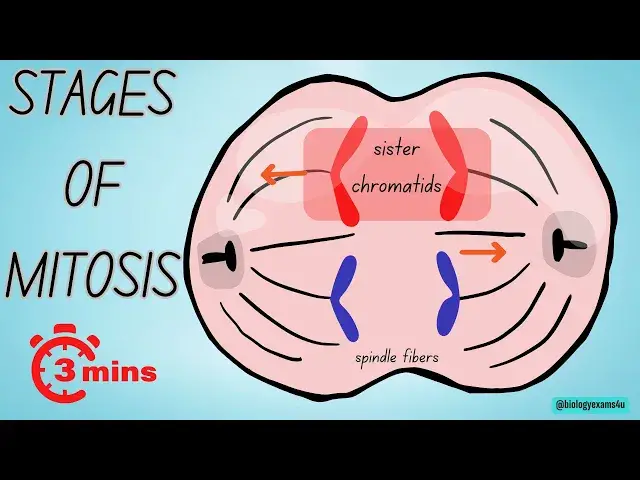 'Video thumbnail for Stages of Mitosis in 3 Minutes'